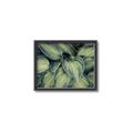 Picture of Chinese Evergreen  _GroupedProduct_Rectangle_Landscape_Photography _GroupedProduct_Rectangle_Landscape_Canvas_Framed_