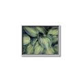 Picture of Chinese Evergreen  _GroupedProduct_Rectangle_Landscape_Photography _GroupedProduct_Rectangle_Landscape_Canvas_Framed_
