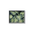 Picture of Chinese Evergreen  _GroupedProduct_Rectangle_Landscape_Photography _GroupedProduct_Rectangle_Landscape_Canvas_Framed_
