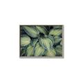 Picture of Chinese Evergreen  _GroupedProduct_Rectangle_Landscape_Photography _GroupedProduct_Rectangle_Landscape_Canvas_Framed_