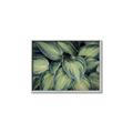 Picture of Chinese Evergreen  _GroupedProduct_Rectangle_Landscape_Photography _GroupedProduct_Rectangle_Landscape_Canvas_Framed_