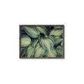 Picture of Chinese Evergreen  _GroupedProduct_Rectangle_Landscape_Photography _GroupedProduct_Rectangle_Landscape_Canvas_Framed_
