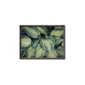 Picture of Chinese Evergreen  _GroupedProduct_Rectangle_Landscape_Photography _GroupedProduct_Rectangle_Landscape_Canvas_Framed_