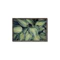 Picture of Chinese Evergreen  _GroupedProduct_Rectangle_Landscape_Photography _GroupedProduct_Rectangle_Landscape_Canvas_Framed_