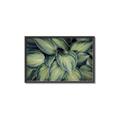 Picture of Chinese Evergreen  _GroupedProduct_Rectangle_Landscape_Photography _GroupedProduct_Rectangle_Landscape_Canvas_Framed_