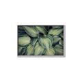 Picture of Chinese Evergreen  _GroupedProduct_Rectangle_Landscape_Photography _GroupedProduct_Rectangle_Landscape_Canvas_Framed_