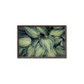 Picture of Chinese Evergreen  _GroupedProduct_Rectangle_Landscape_Photography _GroupedProduct_Rectangle_Landscape_Canvas_Framed_