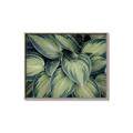 Picture of Chinese Evergreen  _GroupedProduct_Rectangle_Landscape_Photography _GroupedProduct_Rectangle_Landscape_Canvas_Framed_