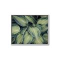 Picture of Chinese Evergreen  _GroupedProduct_Rectangle_Landscape_Photography _GroupedProduct_Rectangle_Landscape_Canvas_Framed_