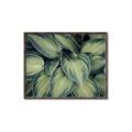 Picture of Chinese Evergreen  _GroupedProduct_Rectangle_Landscape_Photography _GroupedProduct_Rectangle_Landscape_Canvas_Framed_