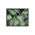 Picture of Chinese Evergreen  _GroupedProduct_Rectangle_Landscape_Photography _GroupedProduct_Rectangle_Landscape_Canvas_Framed_