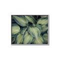 Picture of Chinese Evergreen  _GroupedProduct_Rectangle_Landscape_Photography _GroupedProduct_Rectangle_Landscape_Canvas_Framed_