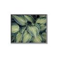 Picture of Chinese Evergreen  _GroupedProduct_Rectangle_Landscape_Photography _GroupedProduct_Rectangle_Landscape_Canvas_Framed_