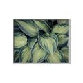 Picture of Chinese Evergreen  _GroupedProduct_Rectangle_Landscape_Photography _GroupedProduct_Rectangle_Landscape_Canvas_Framed_