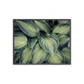 Picture of Chinese Evergreen  _GroupedProduct_Rectangle_Landscape_Photography _GroupedProduct_Rectangle_Landscape_Canvas_Framed_