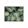 Picture of Chinese Evergreen  _GroupedProduct_Rectangle_Landscape_Photography _GroupedProduct_Rectangle_Landscape_Canvas_Framed_