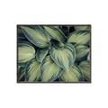 Picture of Chinese Evergreen  _GroupedProduct_Rectangle_Landscape_Photography _GroupedProduct_Rectangle_Landscape_Canvas_Framed_