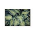 Picture of Chinese Evergreen  _GroupedProduct_Rectangle_Landscape_Photography _GroupedProduct_Rectangle_Landscape_Canvas_Framed_