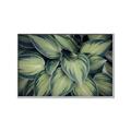 Picture of Chinese Evergreen  _GroupedProduct_Rectangle_Landscape_Photography _GroupedProduct_Rectangle_Landscape_Canvas_Framed_