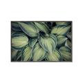 Picture of Chinese Evergreen  _GroupedProduct_Rectangle_Landscape_Photography _GroupedProduct_Rectangle_Landscape_Canvas_Framed_
