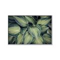 Picture of Chinese Evergreen  _GroupedProduct_Rectangle_Landscape_Photography _GroupedProduct_Rectangle_Landscape_Canvas_Framed_
