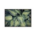 Picture of Chinese Evergreen  _GroupedProduct_Rectangle_Landscape_Photography _GroupedProduct_Rectangle_Landscape_Canvas_Framed_