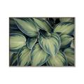 Picture of Chinese Evergreen  _GroupedProduct_Rectangle_Landscape_Photography _GroupedProduct_Rectangle_Landscape_Canvas_Framed_