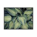 Picture of Chinese Evergreen  _GroupedProduct_Rectangle_Landscape_Photography _GroupedProduct_Rectangle_Landscape_Canvas_Framed_