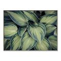 Picture of Chinese Evergreen  _GroupedProduct_Rectangle_Landscape_Photography _GroupedProduct_Rectangle_Landscape_Canvas_Framed_