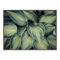 Picture of Chinese Evergreen  _GroupedProduct_Rectangle_Landscape_Photography _GroupedProduct_Rectangle_Landscape_Canvas_Framed_