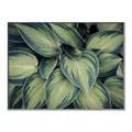 Picture of Chinese Evergreen  _GroupedProduct_Rectangle_Landscape_Photography _GroupedProduct_Rectangle_Landscape_Canvas_Framed_
