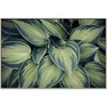 Picture of Chinese Evergreen  _GroupedProduct_Rectangle_Landscape_Photography _GroupedProduct_Rectangle_Landscape_Canvas_Framed_