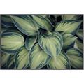 Picture of Chinese Evergreen  _GroupedProduct_Rectangle_Landscape_Photography _GroupedProduct_Rectangle_Landscape_Canvas_Framed_