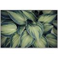 Picture of Chinese Evergreen  _GroupedProduct_Rectangle_Landscape_Photography _GroupedProduct_Rectangle_Landscape_Canvas_Framed_