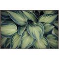 Picture of Chinese Evergreen  _GroupedProduct_Rectangle_Landscape_Photography _GroupedProduct_Rectangle_Landscape_Canvas_Framed_