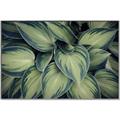 Picture of Chinese Evergreen  _GroupedProduct_Rectangle_Landscape_Photography _GroupedProduct_Rectangle_Landscape_Canvas_Framed_