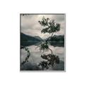 Picture of Tree Reflection _GroupedProduct_Rectangle_Portrait_Photography _GroupedProduct_Rectangle_Portrait_Canvas_Framed_