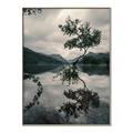 Picture of Tree Reflection _GroupedProduct_Rectangle_Portrait_Photography _GroupedProduct_Rectangle_Portrait_Canvas_Framed_