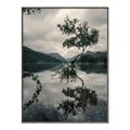 Picture of Tree Reflection _GroupedProduct_Rectangle_Portrait_Photography _GroupedProduct_Rectangle_Portrait_Canvas_Framed_