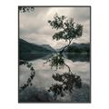 Picture of Tree Reflection _GroupedProduct_Rectangle_Portrait_Photography _GroupedProduct_Rectangle_Portrait_Canvas_Framed_