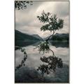 Picture of Tree Reflection _GroupedProduct_Rectangle_Portrait_Photography _GroupedProduct_Rectangle_Portrait_Canvas_Framed_