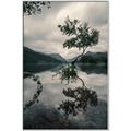 Picture of Tree Reflection _GroupedProduct_Rectangle_Portrait_Photography _GroupedProduct_Rectangle_Portrait_Canvas_Framed_