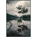 Picture of Tree Reflection _GroupedProduct_Rectangle_Portrait_Photography _GroupedProduct_Rectangle_Portrait_Canvas_Framed_