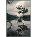 Picture of Tree Reflection _GroupedProduct_Rectangle_Portrait_Photography _GroupedProduct_Rectangle_Portrait_Canvas_Framed_