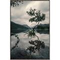 Picture of Tree Reflection _GroupedProduct_Rectangle_Portrait_Photography _GroupedProduct_Rectangle_Portrait_Canvas_Framed_