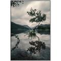 Picture of Tree Reflection _GroupedProduct_Rectangle_Portrait_Photography _GroupedProduct_Rectangle_Portrait_Canvas_Framed_