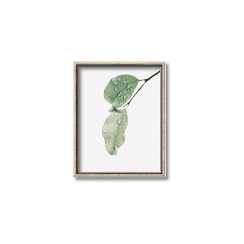 Picture of Dewey leaves _GroupedProduct_Rectangle_Portrait_Photography _GroupedProduct_Rectangle_Portrait_Canvas_Framed_