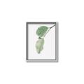 Picture of Dewey leaves _GroupedProduct_Rectangle_Portrait_Photography _GroupedProduct_Rectangle_Portrait_Canvas_Framed_