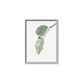 Picture of Dewey leaves _GroupedProduct_Rectangle_Portrait_Photography _GroupedProduct_Rectangle_Portrait_Canvas_Framed_
