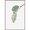 Picture of Dewey leaves _GroupedProduct_Rectangle_Portrait_Photography _GroupedProduct_Rectangle_Portrait_Canvas_Framed_